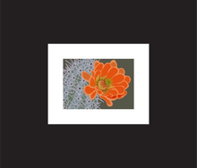 Load image into Gallery viewer, Claret Cup Hedgehog ~ Ready to frame

