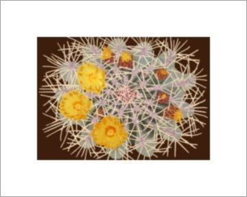 Late Bloomer ~ Ready to frame - Dranchak Studio